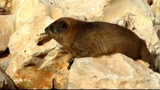 Hyrax on a rock at israel with canon sx1 full hd