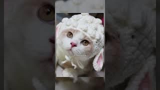 Sheep effect beanie for cute cat  #crochetbeanieforpet #crochetsheepeffecrbeanie