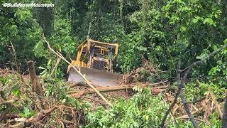 Unbelievable Fastest Forest Cleanup! CAT Dozer Risky Mountain Forest Cleanup