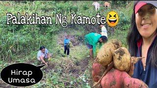 Harvesting Sweet Potato | province life| By Hana Liza