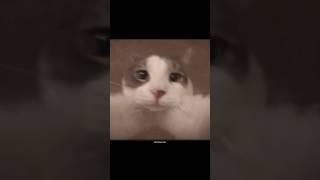 Gif name searching  #shorts #memes #memeshorts