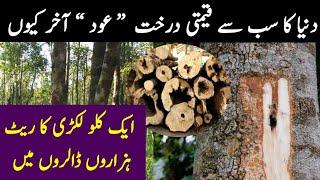 most expensive wood oud in the world | why agarwood tree expensive | oud ka drakht