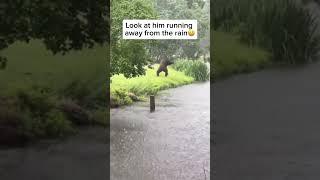 Look at this gorilla running away from the rain ️