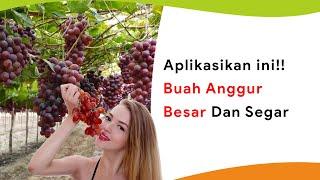 7 Pupuk dan Hormon Pembesar Buah Anggur, Buah Besar dan Rasa Manis