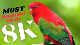 Most Beautiful & Colorful Birds  in The World [8K VIDEOS ULTRA HD]