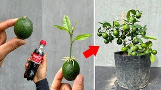 NEW CREATIVE TECHNIQUE uses Coca Cola to breed lemon trees that grow quickly and have lots of fruit