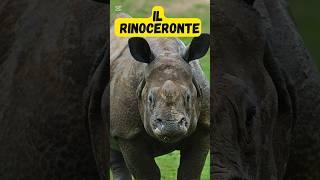 Il rinoceronte