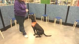 Pop - Labrador Retriever/German Shorthaired Pointer Mix - Wag Animal Rescue