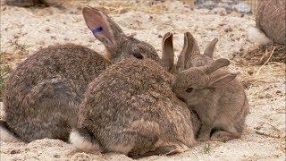 The Burrowers: Animals Underground - Baby Rabbits | Wildlife Documentary | Natural History