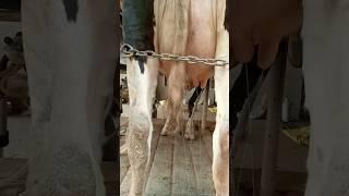 fabi ayi alla ey rabi kuma to kaziban #cow |overmilking|#virqlshorts #youtubeshort