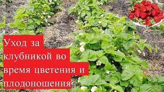 Уход за клубникой во время цветения и плодоношения