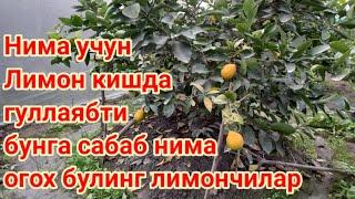 02 01 2022 Нега лимон кишда гуллаябти? Катта ёшли лимон дарахти хакида видео дарслик.