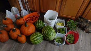 Spend the day with me!  Harvest, Preserving & Homestead Update