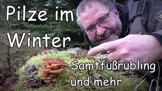 Pilze im Winter   Samtfußrübling und mehr