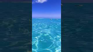 relaxing ocean calm video peacefully #relaxing #relaxingtime #relaxingday #relaxing_time #sorelaxing