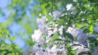 Flower HD Stock Video | Free stock footage | Free HD Videos - No Copyright |