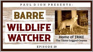 Barre Wildlife Watcher Episode 29