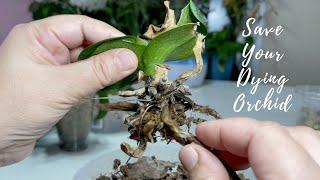 Another Effective Method Of Saving Dying Orchid