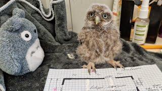 The Little owl approved the project of aviaries for little owls. Working days of the owl Luchik