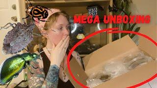 MEGA Live Bug Unboxing from Juice’s Arthropods!