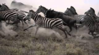 Zebra & Wildebeest Stampede