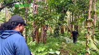 Hinanap namin ang Banana Farmer na Kumikita ng Malaki sa Dahon, Puso at Saba!