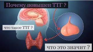 почему повышен ТТГ и что это значит ?