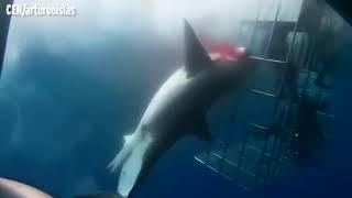 Смерть агрессивной акулы-людоеда в метре от дайверов попала на видео