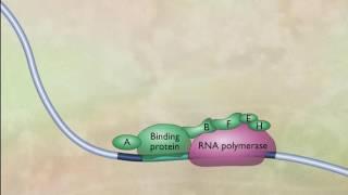 Transcription Factors [HD Animation]_HIGH.mp4