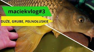 maciekvlog#3 DUŻE GRUBE PEŁNOŁUSKIE