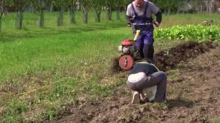 Potato Harvest / Vyorávání brambor - VARI PONY IIA