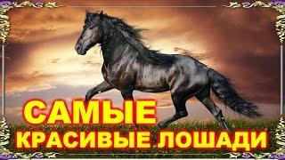 Самые красивые лошади мира! Видео-релакс.