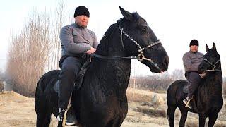 JAGUAR LAQABLI OT SOTILADI.. ЖАГУАР ОТ ДОСТОНДА..(Mus Tv)#Otbozor#kokpar#horse#Otlar