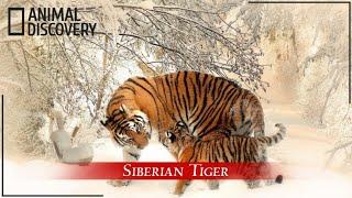10 Interesting Siberian Tiger Facts | Animal Discovery