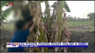 Gara-gara Salam dari Binjai,  Sejumlah Anak SMP di Lamongan Rusak Pohon Pisang Petani #BIP 04/11