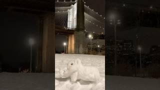 The Elephant & Brooklyn Bridge #shorts