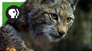 Forest Lynx Stalks Prey