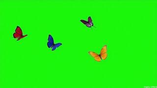 Butterflies flying green background | Butterfly background video effects hd green screen