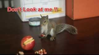 My Cute Baby Squirrel (3) - Eating Apple