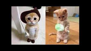 Cute Pets And Funny Animals  - Top 10s of Everything