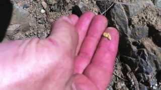 Gold Nugget found in Oregon with the Garrett AT Gold