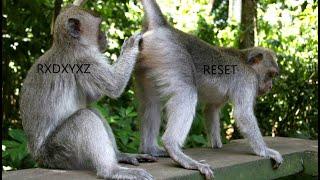 (2v2) 0 iq dogs RXDXYZ & RESET owned by hvh legend$