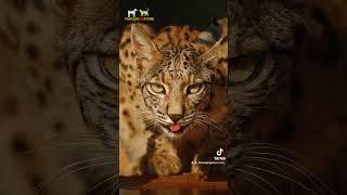 Majestic Iberian Lynx: A Rare Glimpse into the Wild Beauty #iberianlynx #sweetnature #cutepets