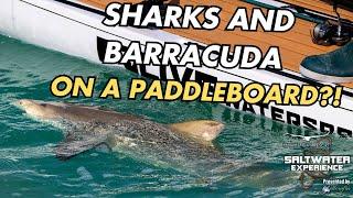 Catching a SHARK on a LIVE PADDLEBOARD?! | Saltwater Experience