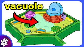 Vacuole in 4 Minutes!