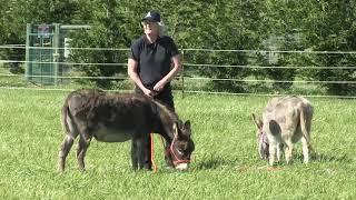 Donkey Training How To Halter The Naughty Donkey