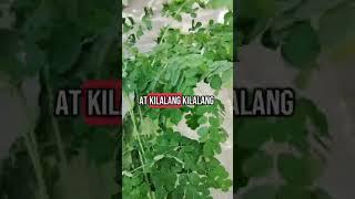 Malunggay Health Benefits | Moringa Health Benefits