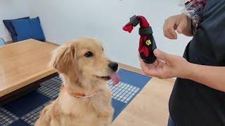 Absolute must-haves for large dogs [Golden Retriever Japan]