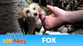 This Hope For Paws rescue video will have a DOG, a FOX and a PIG!!!  WATCH until the end  :-) #story