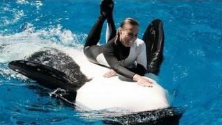 Seaworld's Shamu "Believe" Show (when trainers were allowed in the water!)